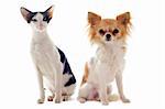 portrait of an oriental cat and a chihuahua  in front of white background