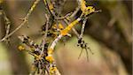 Autumn background with parasitic fungus on twig with shallow focus