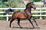 Bay thoroughbred horse on paddok run gallop