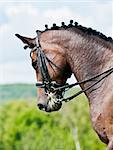 Beautiful sport dressage horse. Horse and rider ready to compete.