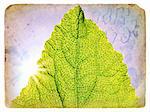 Spring Green Leaf. Old postcard, design in grunge and retro style