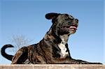 portrait of a staffordshire bull terrier laid down on a blue sky