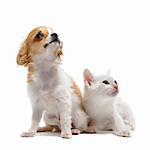 portrait of a cute purebred  puppy chihuahua and white kitten in front of white background