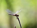 Dragonfly resting over a twig and blurred background