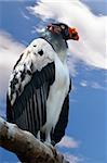 The King Vulture (Sarcoramphus papa) is a large bird found in Central and South America