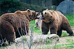 two brown bears fighting for territorial ownership