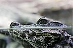 baby alligator breathing with nose just an inch from the water