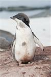 Adelie penguin chick who almost faded.