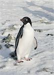 Adelie penguin standing in the snow among the rocks.