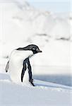 Adelie penguin looking to the side.