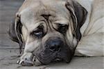 Portrait of english mastiff who sleep on the porch