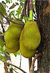 Jack Fruit hanging on the tree in Thailand