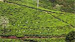 Women picking tea leaves on tea plantations