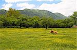 Brown Swiss Cow on the spring field in the Alps Mountain Range