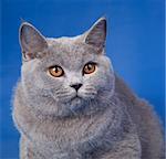 The blue British kitten on blue backgrounds