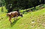 Brown cow in a pasture in the Italian Alps