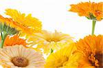 Studio Shot of Beige and Orange Colored Marigolds Isolated on White Background. Large Depth of Field (DOF).