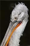 Detail of Crested Pelican