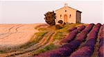 chapel with lavender and grain fields, Plateau de Valensole, Provence, France