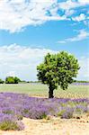 lavender field with a tree, Plateau de Valensole, Provence, France