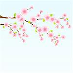 Sakura Blossom Cherry Tree on Light Blue Sky. Japanese Vector Illustration
