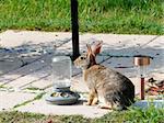 Wild rabbit preparing to eat from corn set out for birds in a backyard.