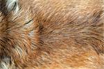 Golden brown dog fur texture