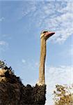 Close up portrait of an ostrich