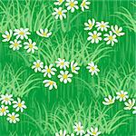 camomile on green grass field seamless background pattern