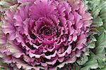 Decorative cabbage