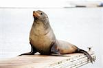 Sea Lion sits on the bridge, looking into the camera and smiles.