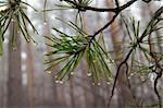 Water drops on pine-needle