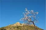 Flowering almond tree amidst mountain landscape