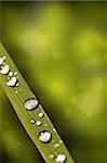 Morning dew water droplets on a grass blade reflecting sunshine with green background blurred showing bokeh effect