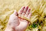 gold harvest in hand