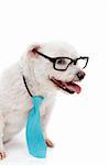 A cute white maltese terrier, wearing a blue tie and reading glasses with white space for copy.