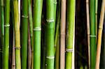 Close up of vibrant green bamboo in a thick forest, using a shallow depth of field, focus on the front row.