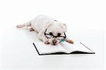 Lazy dog wearing reading glasses, head resting on an open book or textbook.  White background.