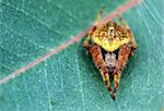 Attractive yellow colored hairy spider on a leaf waiting for its prey in its web