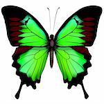 Vector illustration of beautiful green butterfly  isolated on white background