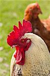 Close up of rooster and chicken with green grass background