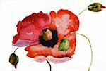 Watercolor Poppy flower