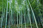 Background of a green japanese bamboo forest seen from the side