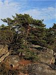 Image of a Scots Pine (Pinus sylvestris) in the Gorges of Franchard in the forest of Fontainebleau in the early spring.This French forest is a national natural park wellknown for its boulders with various sahpes and dimensions. It is the biggest and most developed bouldering (a specific style of  rock climbing) area in the world.