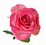fresh pink rose isolated on white background