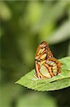 beautiful butterfly on a green leaf with blured background