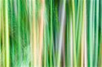 Abstract shot of vibrant green bamboo, great as a background.