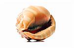 Perfect beautiful sea shell on white background