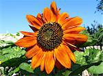 fragment of the beautiful sunflower on the blue sky background
