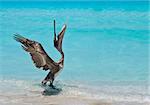 A pelican stretches and dances in the sunlight.